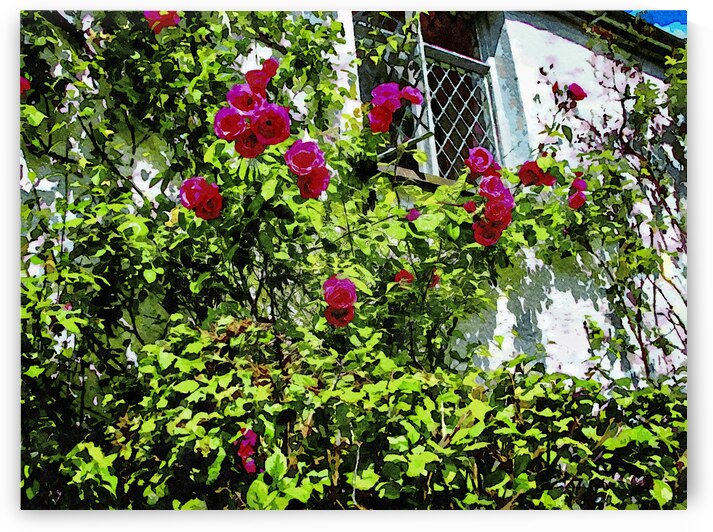 Charming watercolor of roses climbing a rustic house facade by Gestalt Imagery