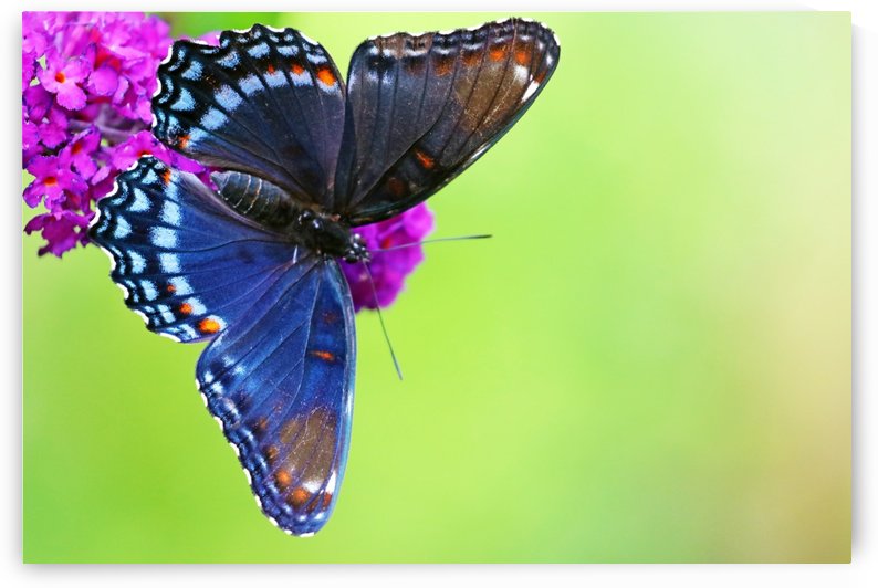 Red Spotted Purple Butterfly by Deb Oppermann