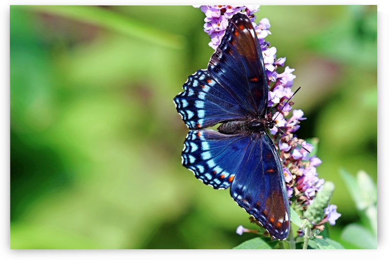 Red Spotted Purple Beauty by Deb Oppermann