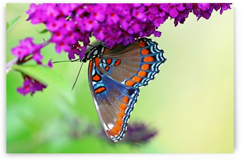 Upside Down Red Spotted Purple by Deb Oppermann