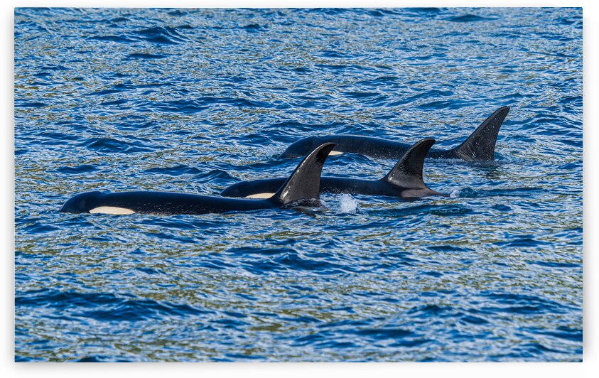 Orca Pod by Geoffrey Prior