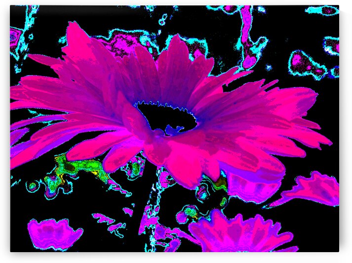 Abstract Neon Contrasting Daises by Catriona Roberts Nature Photography and Designs