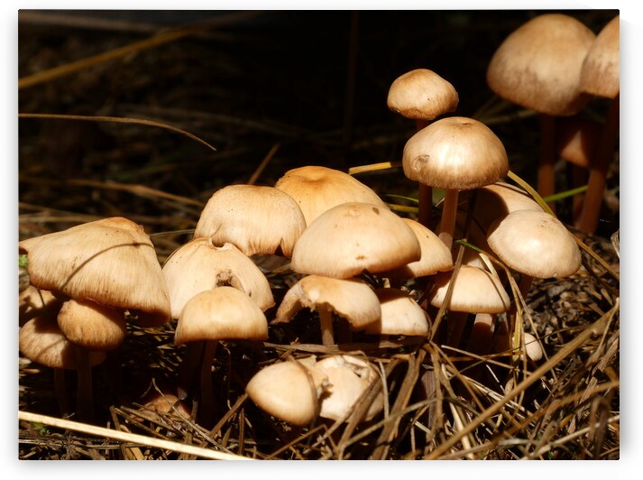 Scottish Highlands Forest Mushrooms by Catriona Roberts Nature Photography and Designs