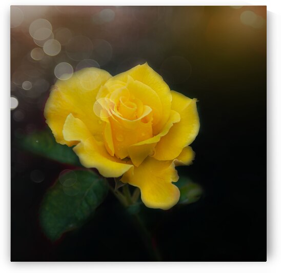 Yellow Rose III by Joan Han