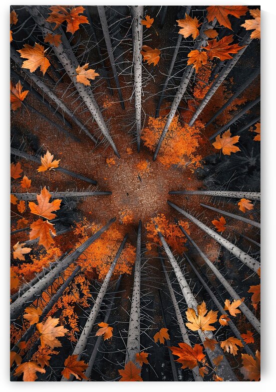 Autumn Forest Ascent Y92H5N 58 by Abstract Rebellion