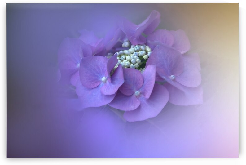 Purple Hydrangea by Joan Han