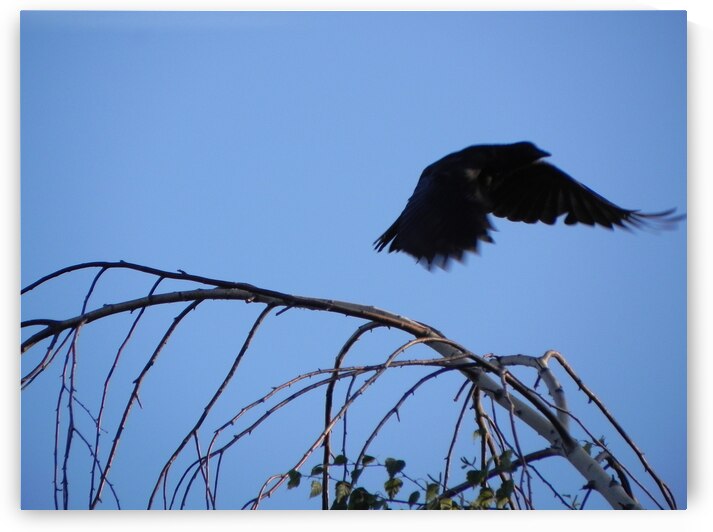 DSCN4699 by BVL PHOTOGRAPHY ART