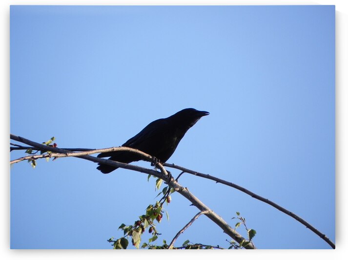 DSCN4696 by BVL PHOTOGRAPHY ART