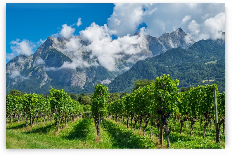 Swiss Vineyard by Jesse Goff