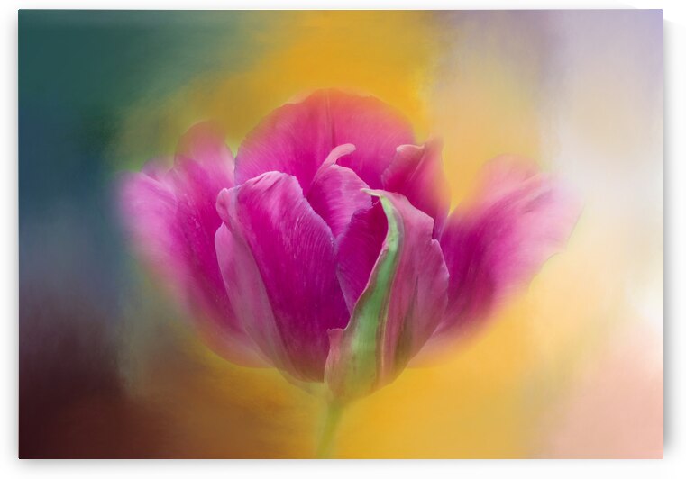 Pink Tulip I by Joan Han