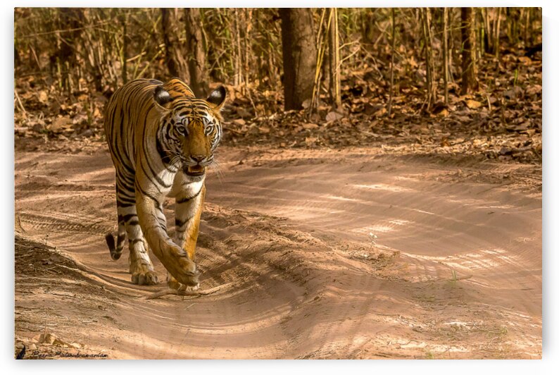 Majestic Bengal Tiger Strolling Through the Forest in Golden Sunlight by AtoZStoreS