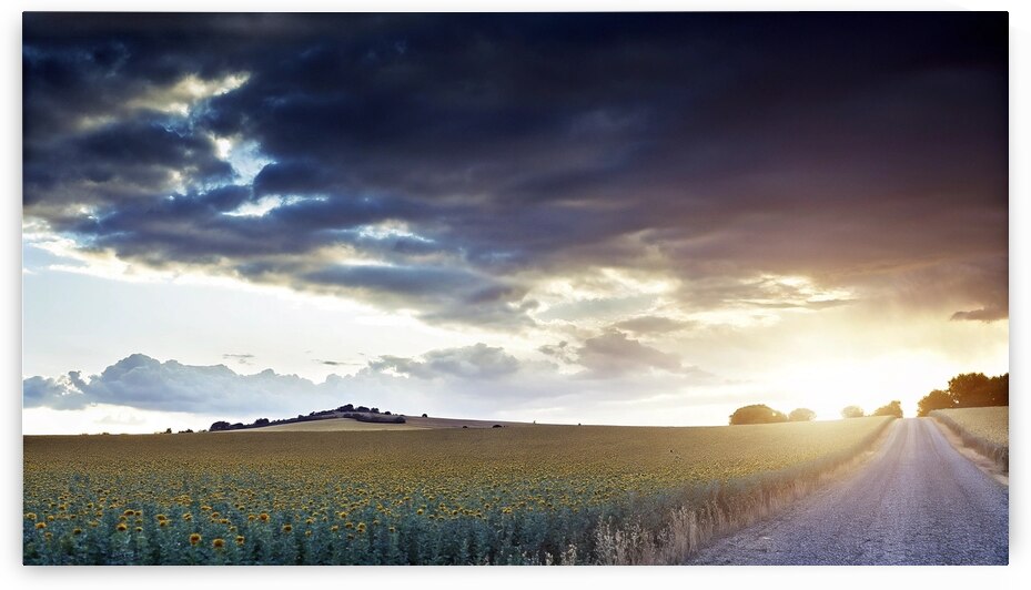 vast field of sunflowers  sunset  warm golden lig by Printing Zone