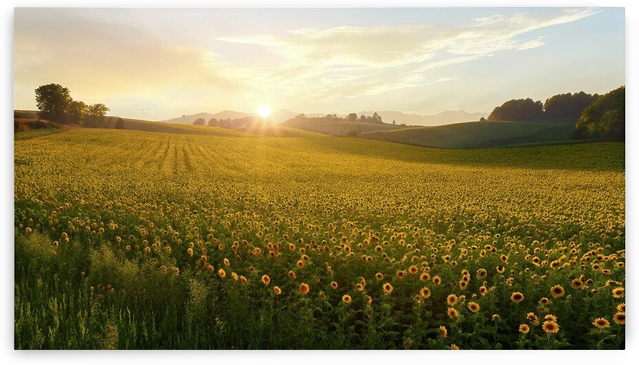 vast field of sunflowers  sunset  warm golden lig by Printing Zone