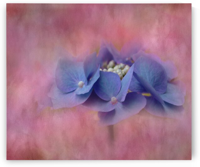 Purple Hydrangea I by Joan Han