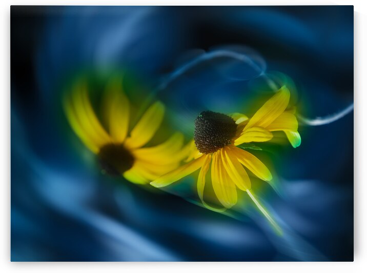 Back-eyed Susans in Dancing by Joan Han