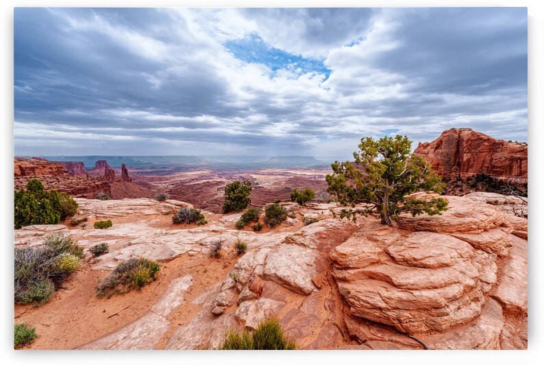 Junipers On Buck Canyon Cliffs Edge by Jennifer White