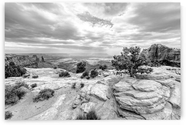 Junipers On Buck Canyon Cliffs Edge Grayscale by Jennifer White