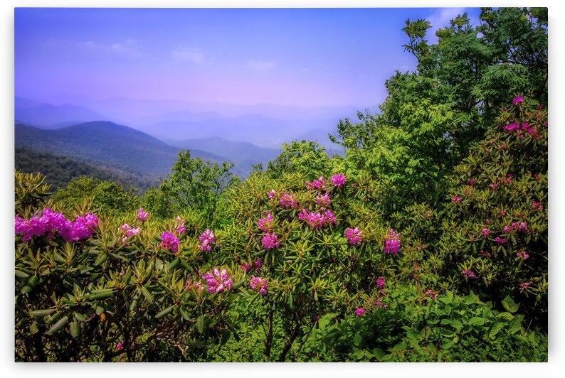 Roan Mountain Tennessee Rhododendrons in Bloom by Shelia Hunt Photography