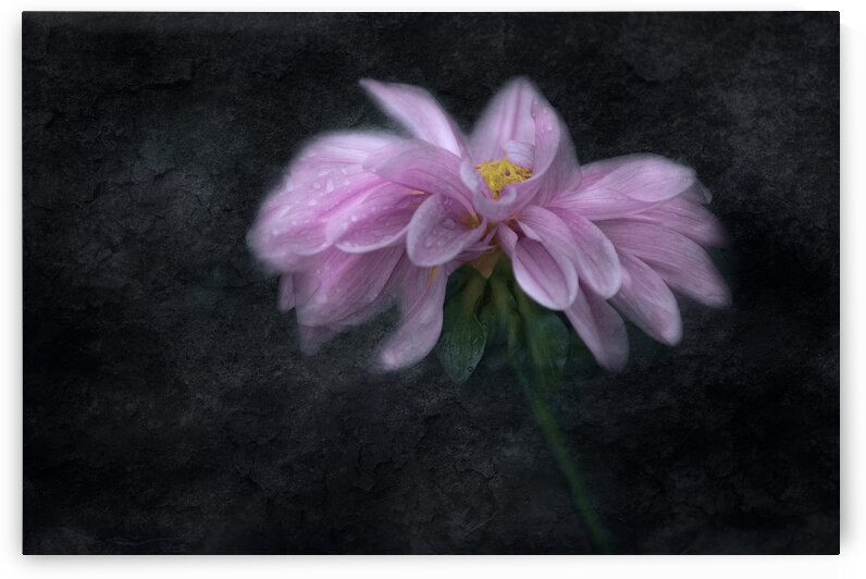 Soft Pink Dahlia on Black by Joan Han