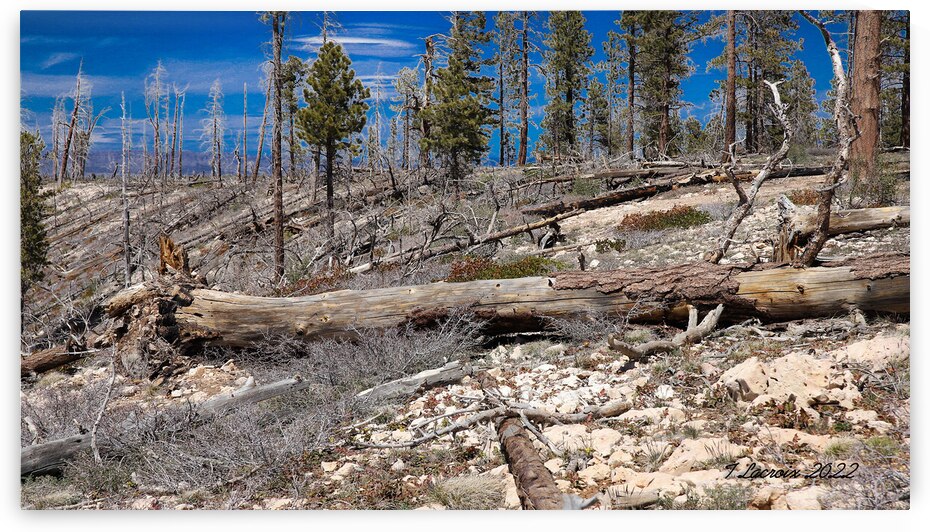 After the Fire Bryce Canyon National Park  by Tony Lacroix