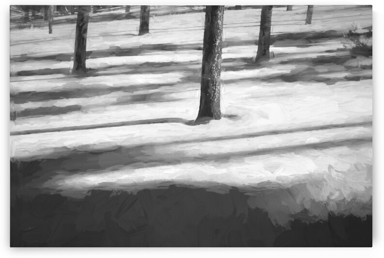 Snow Trees and Shadows Colorado X1 1 by Rich Franco