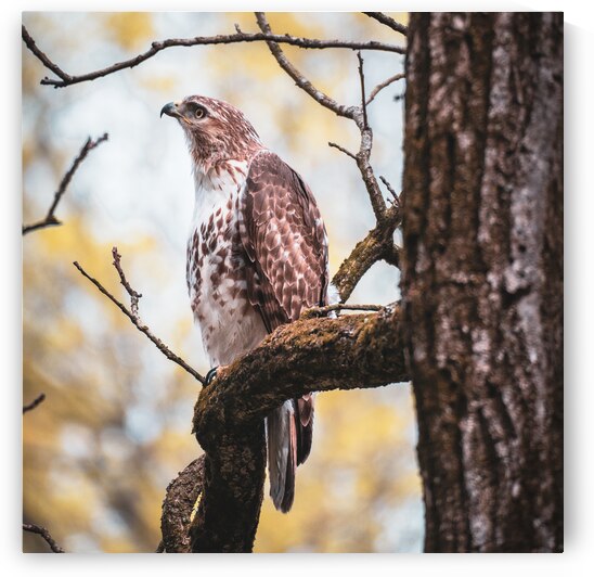 Red Tailed Hawk by Jason Fink