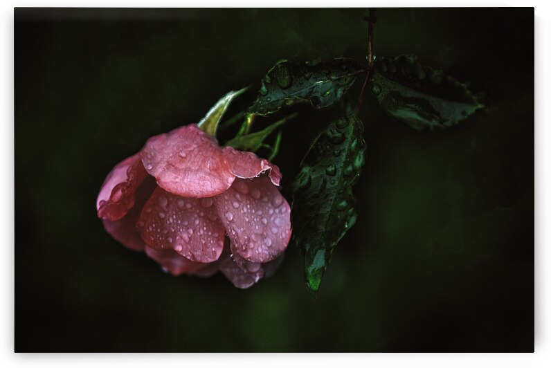 Pink Rose with Raindrops by Joan Han