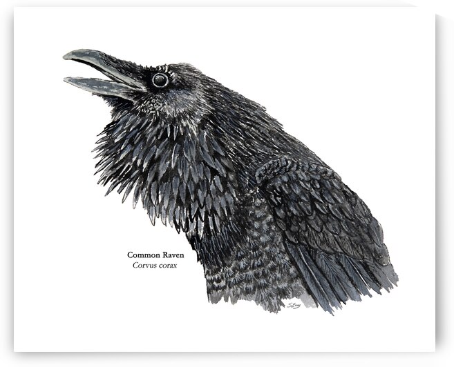 Common Raven Painting by Stephen Emms