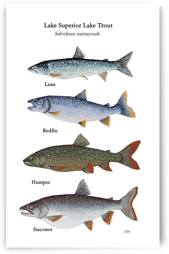 Lake Superior Lake Trout Morphs Painting by Stephen Emms