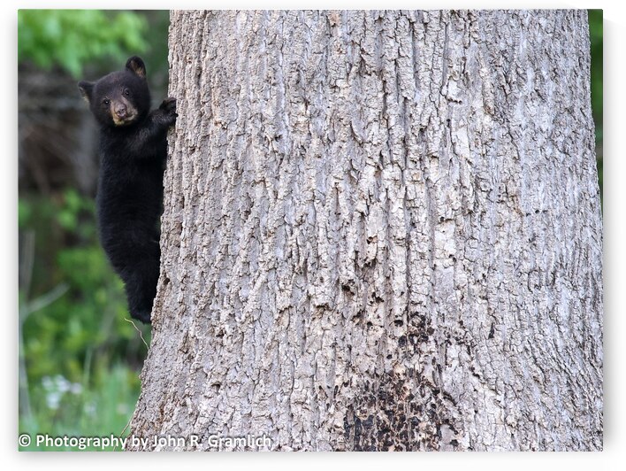 Baby Bear by Vividscope