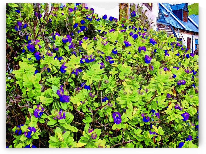 Vibrant watercolor painting of California Lilac in a garden setting by Gestalt Imagery
