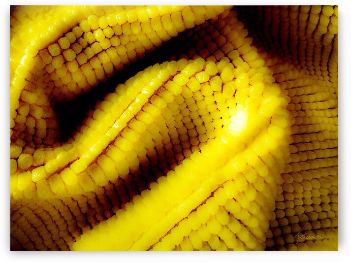 Jaune mais  by Jolabis 