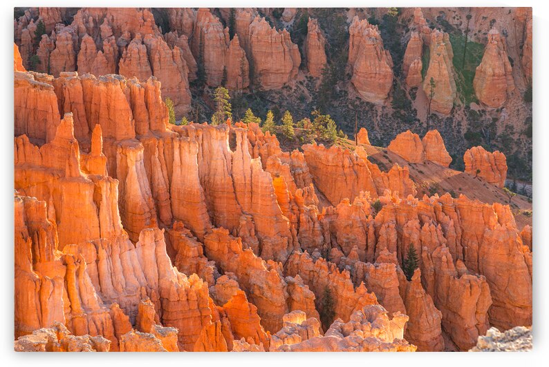 Bryce Canyon National Park Hoodoos by Andrew Pacheco