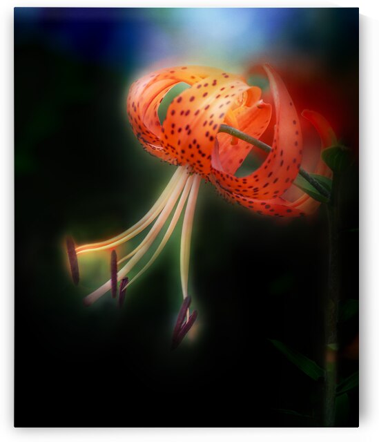 Orange Tiger Lily by Joan Han