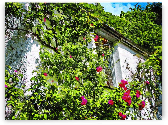 Charming cottage with blooming roses and vibrant greenery by Gestalt Imagery