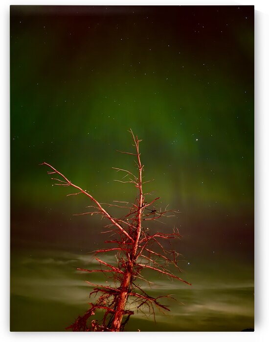 Ghost Tree Under the Northern Lights by Lisa Drew