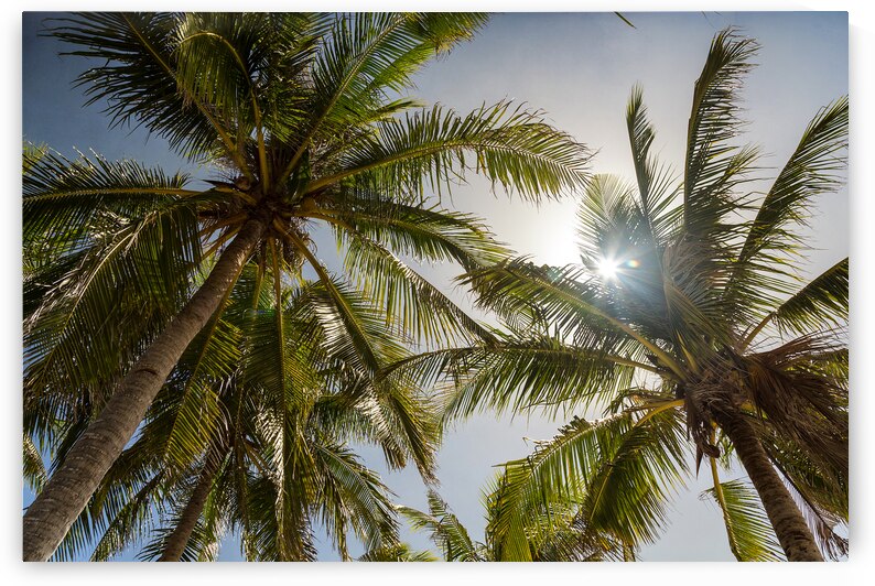 Tropical Sun by Bo Insogna