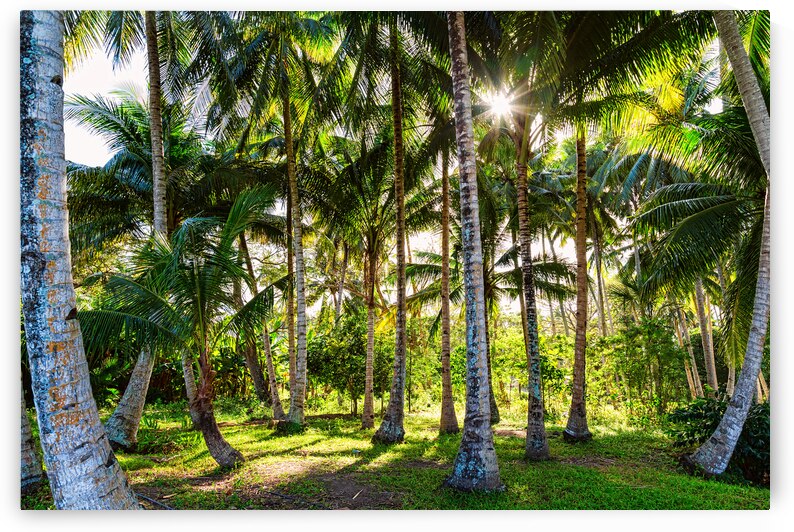 Jungle Paradise Sunshine by Bo Insogna