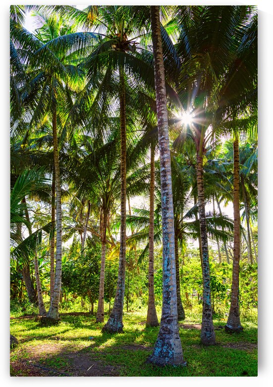 Tropic Sunshine by Bo Insogna