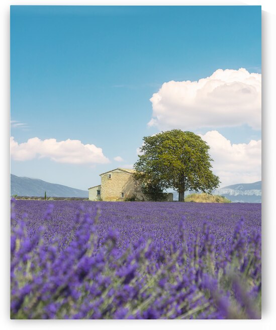 Lavender field a house and a tree. Provence France by Stefano Orazzini