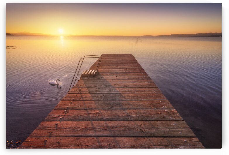 Pier on Lake Trasimeno and a swan at sunset. Italy by Stefano Orazzini