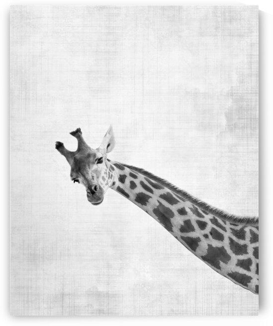 Peekaboo giraffe by DELPHIMAGES