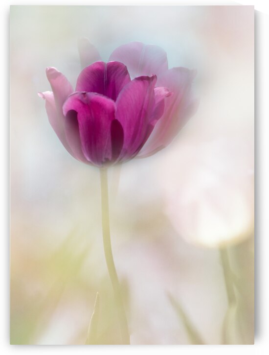 Purple Tulips in the Sunshine by Joan Han