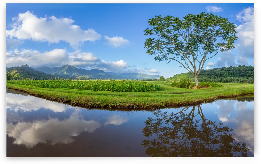 Panoramic view of Hanalei Valley in Kauai by Steve Heap