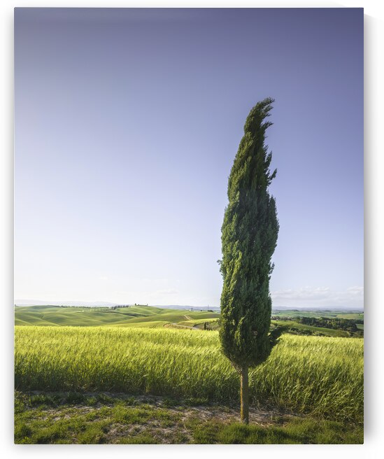 Cypress tree along the route of the via Francigena. Tuscany by Stefano Orazzini