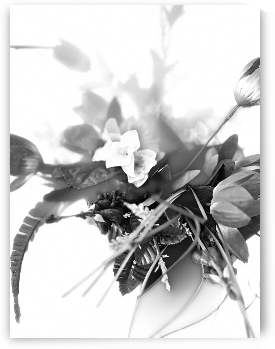 Portrait of Plants- Blossoms in High Key Black and White by Catriona Roberts Nature Photography and Designs