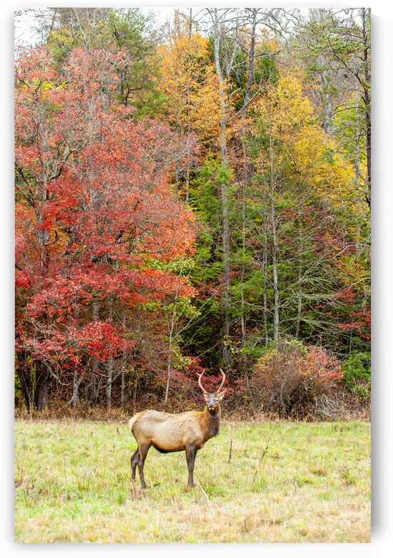 Bull Elk in Cataloochee Valley in North Carolina   by Ricky A Richardson 