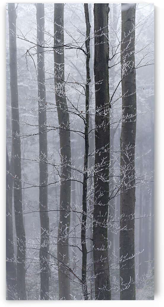 Frozen Fog by Rick Berk