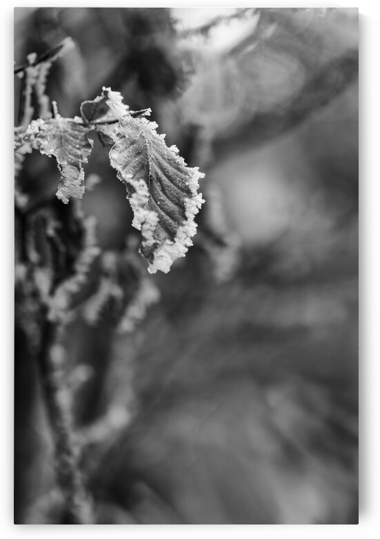 Crystalline Fringe by Rick Berk