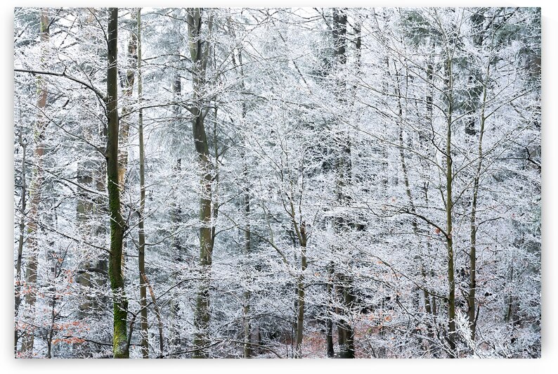 Crystallline Canopy by Rick Berk